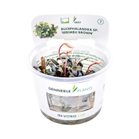 5 Bucephalandra spec. ´Serimbu Brown´ CUP