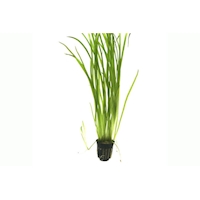 AR-D-Vallisneria spiralis 4