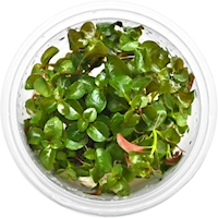 Ludwigia repens TR