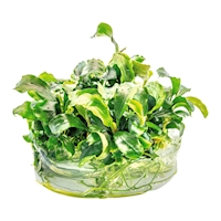 Bucephalandra spec. Wavy Leaf In-Vitro1