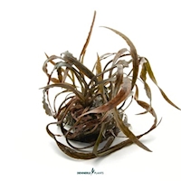 Cryptocoryne spiralis 'Red' CUP2