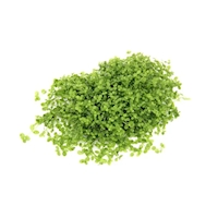 Micranthemum tweedie In-Vitro