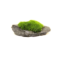 Aegagropila Slate Rock 8 x 6 x 3 cm