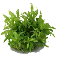 Pogostemon helferi In-Vitro