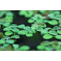 Salvinia minima1