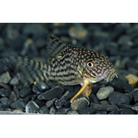 Pancéřníček Sterbův XL