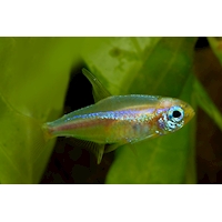 Tetra neonová zlatá