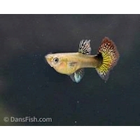 Paví očko Dragon Red L/XL samice, 3,5 cm