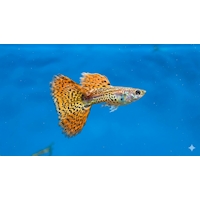 Paví očko Leopard L/XL samci, 3,5 cm