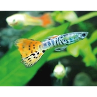 Paví očko Rainbow L/XL samice, 3,5 cm