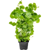 Hydrocotyle leucocephala xxl