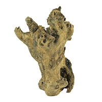 Barico-Wurzel, LARGE
