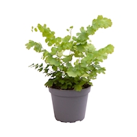 Adiantum ‘Fritz Luthi’