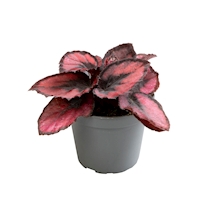 Begonia rex ‘Red Kiss’
