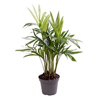 Chamaedorea elegans