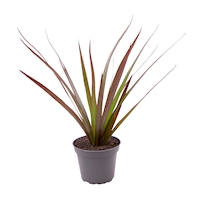 Dracaena ‘Magenta Top’