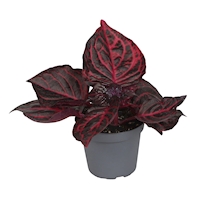 Iresine ‘Bloodleaf’
