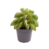 Peperomia ‘Fire Sparks