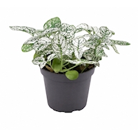 Hypoestes phyllostachya ‘White’