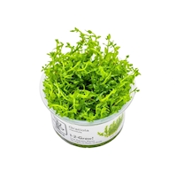 793-5_gratiola-viscidula