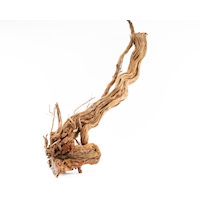 CurlwoodStamm