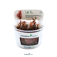 Rotala rotundifolia 'Blood Red' In-Vitro