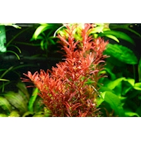 imagegen (5)