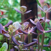 Bacopa Purple