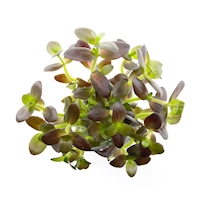 Bacopa salzmannii 'Purple'