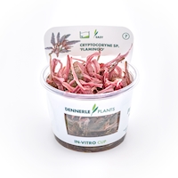 Cryptocoryne spec.Flamingo CUP