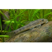 Gara rudohnědá, 3,5 cm