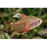 Tetra ozdobná běloploutvá, 2,5 cm