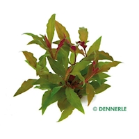DENNERLE Rostlina Alternanthera reineckii ‘Rot‘ (VE = 5)