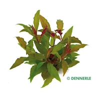 Alternanthera reineckii ROT