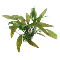 DENNERLE Rostlina Cryptocoryne cordata In-Vitro