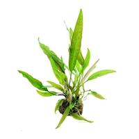 DENNERLE Rostlina Cryptocoryne usteriana In-Vitro