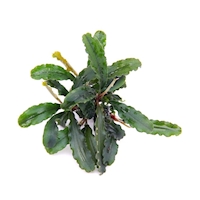 Bucephalandra spec. ´Wavy Leaf´ *NEU*