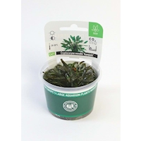 DENNERLE Rostlina Cryptocoryne wendtii 'Kompakt' In- Vitro