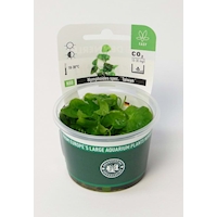 Nymphoides spec. ´Taiwan´  In-Vitro *NEU*