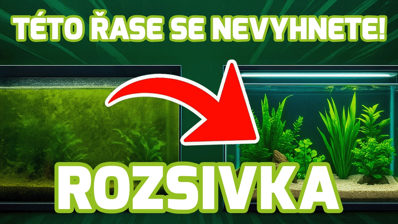 Jak se zbavit řasy rozsivky v akváriu