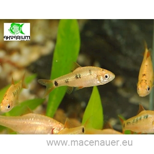 Parmička Schubertova, 3 cm
