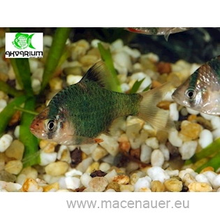 Parmička mechová, 2,5 cm