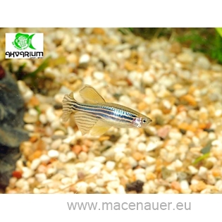 Danio pruhované l. f., 3 cm
