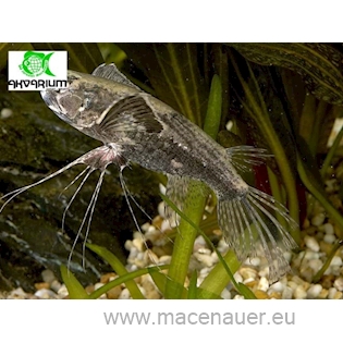 Motýlkovec africký, 5 cm