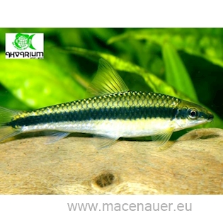 Parmička černopruhá, 4,5 cm