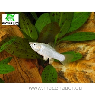 Živorodka širokoploutvá Silver Molly, 4 cm