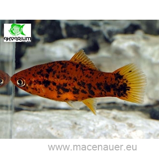 Mečovka berlínská, 4 cm