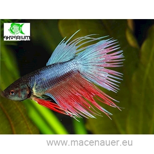 Bojovnice pestrá Crown, 4,5 cm