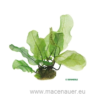 Aponogeton madagascar. KN