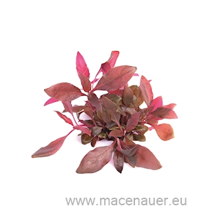 Alternanthera reineckii Lila TR